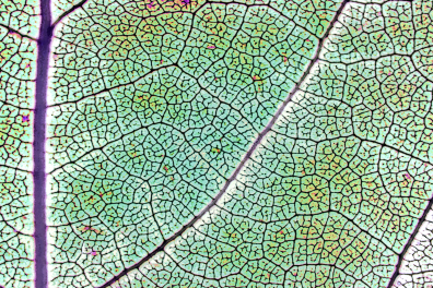 Feuille de Chêne (fausses couleurs) x2